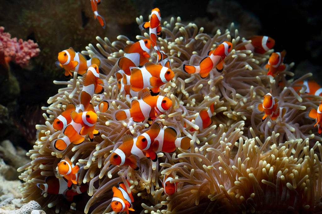 Il Pesce Pagliaccio: Un Gioiello Colorato per il Tuo Acquario