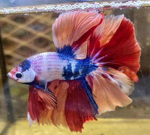 Betta Splendens show