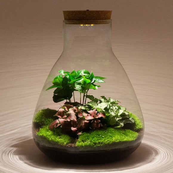 Terrarium