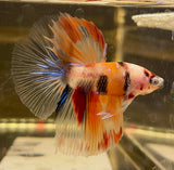 Betta Splendens Show featuring a colorful betta fish with flowing fins and unique patterns