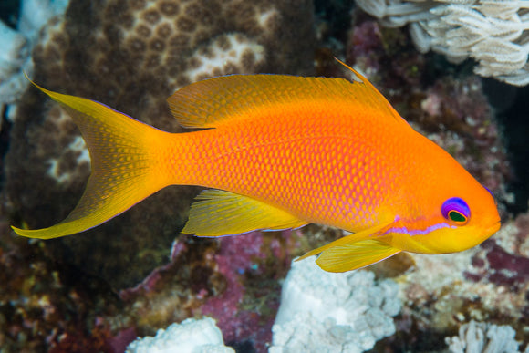 Anthias Squamipinnis - PESCE MARINO