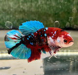 Betta Splendens Show with vibrant blue, red, and white colors in stunning display