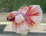 Pesce Betta Splendens Show con pinne rosse e bianche fluide e vivaci