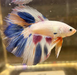 Betta Splendens with vibrant flowing fins in white, blue, and red for Betta Splendens Show