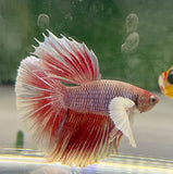 Betta Splendens Show featuring colorful betta fish with flowing red and white fins