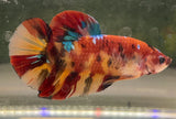 Betta Splendens Show featuring a vibrant betta fish with flowing fins and colorful patterns