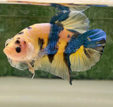 Betta Splendens Show featuring colorful betta fish with blue, yellow, and white fins