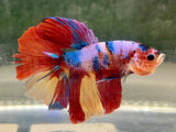 Betta Splendens Show featuring a vibrantly colored betta fish with flowing fins