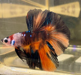 Colorful Betta Splendens with flowing fins in vibrant orange, blue, and brown hues