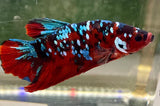 Betta Splendens Show featuring vibrant red, blue, and white patterned betta fish