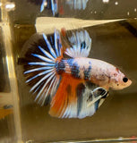 Betta Splendens Show with vibrant colors and flowing fins showcasing its unique pattern