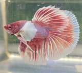 Betta Splendens Show featuring a vibrant betta fish with flowing red and white fins