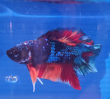 Betta Splendens Show featuring a colorful betta fish with flowing fins and spots