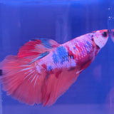 Betta splendens with flowing red and blue fins swimming in water for Betta Splendens Show