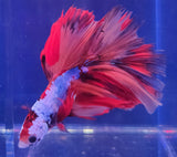 Betta Splendens Show featuring vibrant red and white betta fish with flowing fins