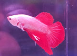 Betta splendens with flowing fins swimming, featured in Betta Splendens Show