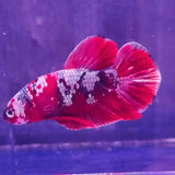 Vibrant red Betta Splendens with white markings for the Betta Splendens Show