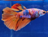 Betta Splendens Show with vibrant orange, pink, and blue flowing fins and colors