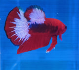 Betta Splendens Show featuring a vibrant red betta fish with flowing white fins