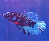 Betta Splendens Show con pesce betta colorato e pinne fluenti a motivo maculato