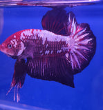 Betta Splendens ’Show’ - Betta Splendens show