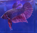 Betta Splendens Show fish with vibrant purple-red colors and flowing fins